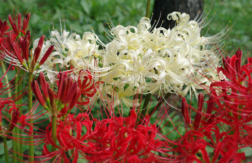 20190925higanbana.jpg