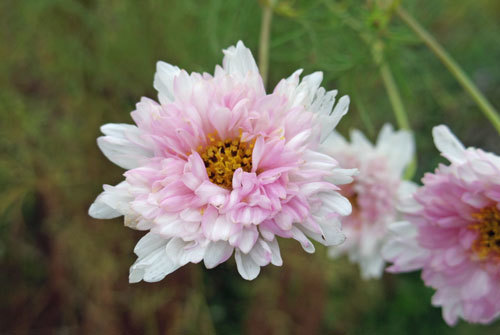 20191014cosmos.jpg