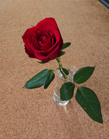 20191030rose.jpg