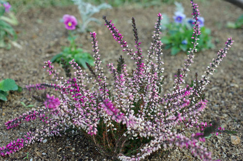 20191112Calluna.jpg