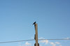20191118crow.jpg