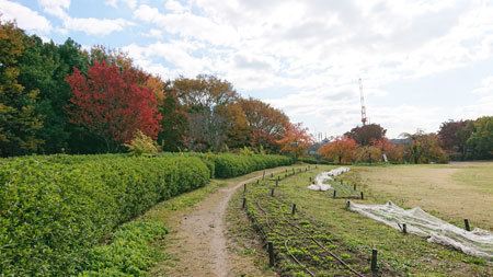 20191121park.jpg
