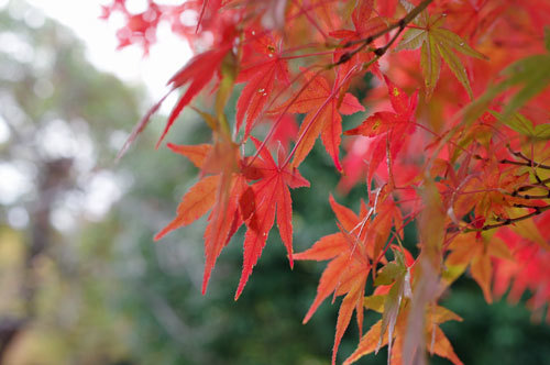 20191124momiji1.jpg