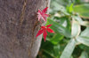 20191124momiji2.jpg