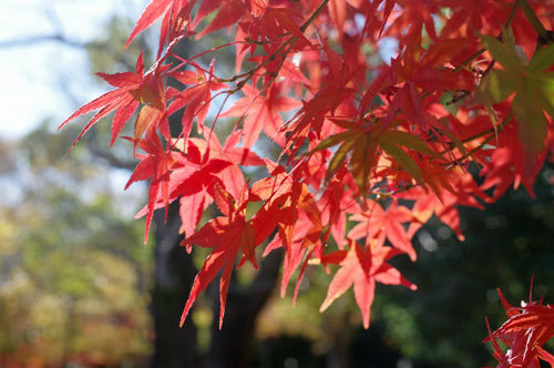 20191129momiji.jpg