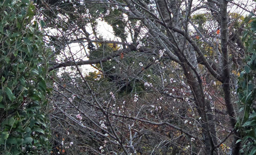 20191212tree.jpg