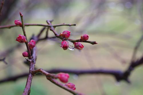 20200107ume.jpg