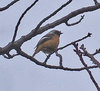 20200124bird.jpg