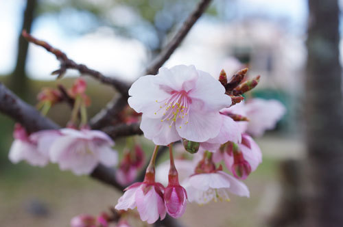 20200206kanzakura.jpg