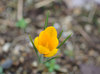 20200214crocus.jpg