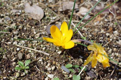 20200224crocus.jpg