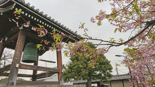 20200225sakura_toji.jpg