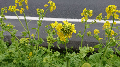 20200304nanohana.jpg