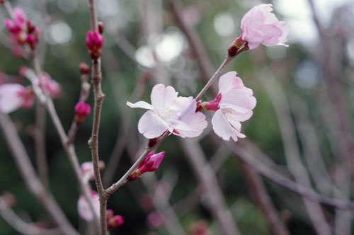 20200305kohiganzakura.jpg