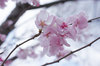 20200315kohiganzakura.jpg