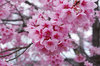 20200315ooyamazakura.jpg
