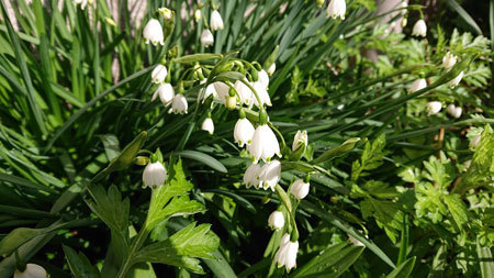 20200316snowdrop.jpg