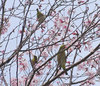 20200322mejiro.jpg