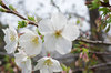 20200322oosimazakura.jpg