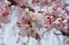 20200322sidarezakura1.jpg