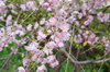 20200322sidarezakura2.jpg
