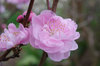 20200324hana.jpg