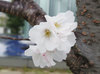20200327sakura_aqua.jpg