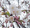 20200327sanosakura.jpg
