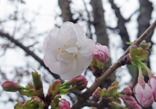 20200327sanosakura1.jpg
