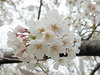 20200327someiyosino_rokuson.jpg