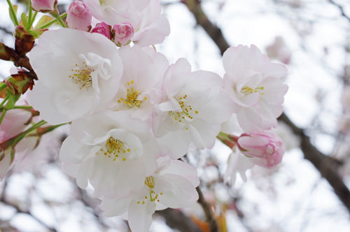 20200330sanosakura.jpg