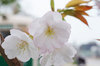 20200330sanosakura2.jpg