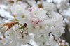 20200331sanosakura.jpg