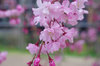 20200402sidarezakura.jpg