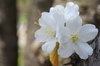20200408sakura.jpg