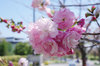 20200409hukurokuju.jpg