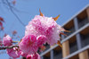 20200409kanzan.jpg