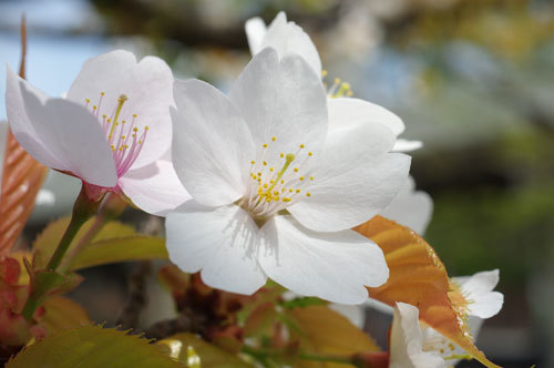 20200411sakura1.jpg