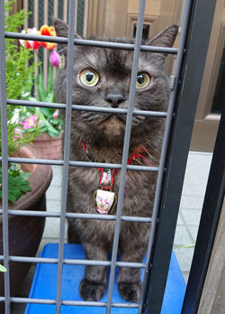 20200415cat.jpg