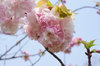 20200416itokukuri.jpg
