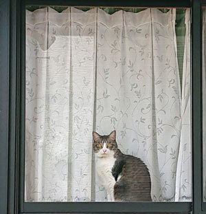 20200428cat.jpg