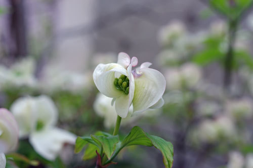 20200429hanamizuki.jpg