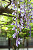 20200429huji.jpg