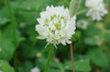 20200504clover.jpg