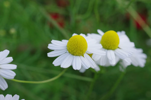 20200508chamomile.jpg