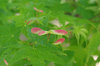 20200508momiji.jpg