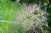 20200528smoketree2.jpg