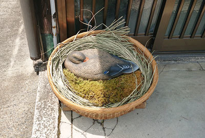 20200605kamo_2.jpg