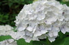 20200612ajisai.jpg