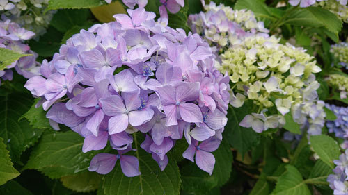 20200614ajisai.jpg